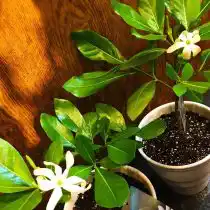 Гардения таитянская, или тиаре (Gardenia taitensis)