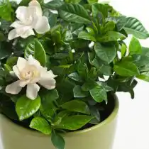 Гардения жасминовидная (Gardenia jasminoides)