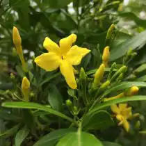 Жасмин ароматнейший (Jasminum odoratissimum)