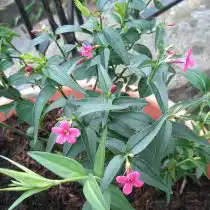 Жасмин Биса (Jasminum beesianum)