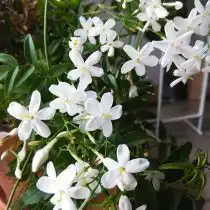 Жасмин белый, или лекарственный (Jasminum officinale)