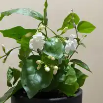 Самбак, или индийский (Jasminum sambac)
