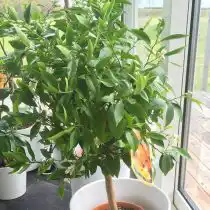 Мандарин (Citrus reticulata)