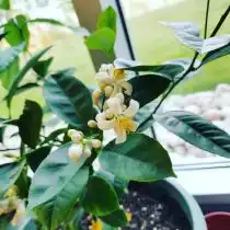 Лимон (Citrus limon)