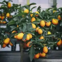 Кумкват, или фортунелла (Fortunella)