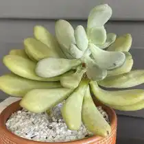 Пахифитум прицветниковый (Pachyphytum bracteosum)