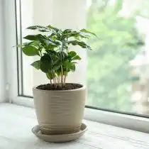 Для кофе (Coffea arabica) световой день должен составлять не менее 12 часов даже зимой
