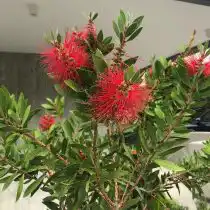Каллистемон (Callistemon) только после зимовки в прохладе при очень ярком освещении с досветкой порадует соцветиями
