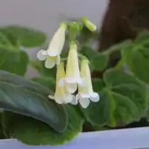 Смитианта многоцветковая (Smithiantha multiflora)