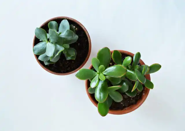 Толстянка древовидная (Crassula arborescens) и толстянка овальная, или яйцевидная (Crassula ovata)