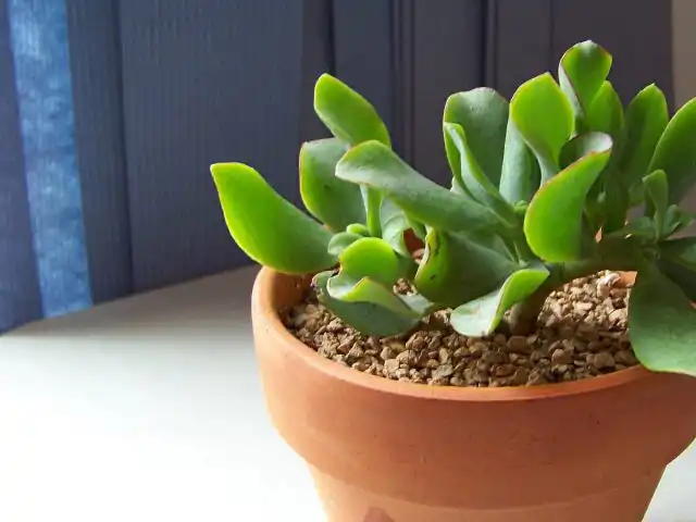 Для толстянки древовидной лучше сразу запланировать выделение достаточного пространства на подоконниках