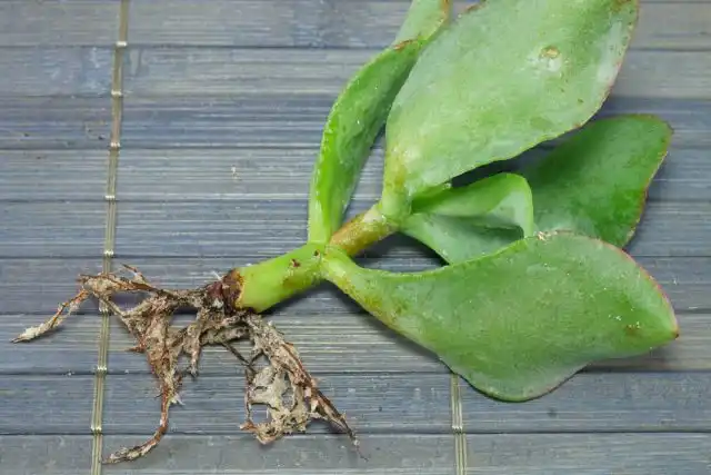 Толстянка древовидная — это один из самых простых в разведении суккулентов