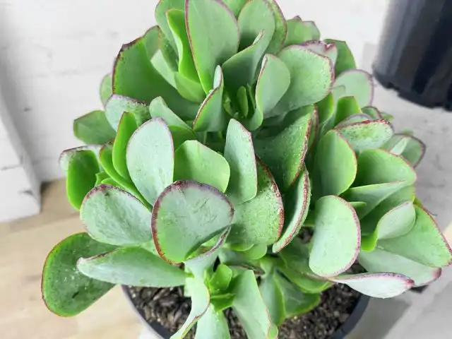 Для толстянки древовидной желательно использовать специальные землесмеси для кактусов и суккулентов