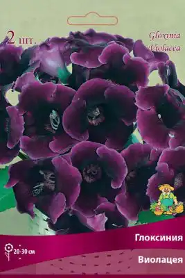 Глоксиния «Виолацея»