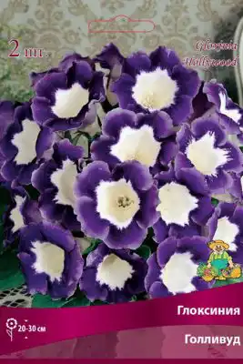 Глоксиния «Голливуд»