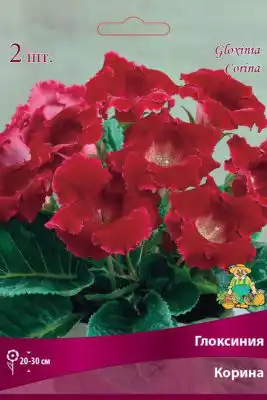 Глоксиния «Корина»
