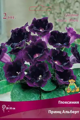 Глоксиния «Принц Альберт»