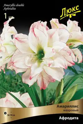 Амариллис «Афродита»