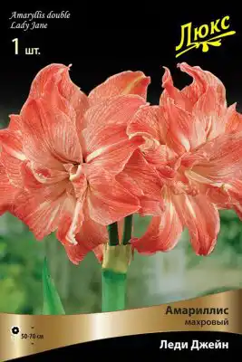 Амариллис «Леди Джейн»