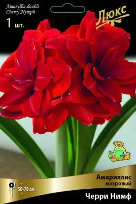 Амариллис «Черри Нимф»