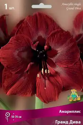 Амариллис «Гранд Дива»