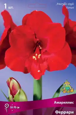 Амариллис «Феррари»