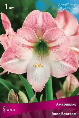 Амариллис «Эппл Блоссом»
