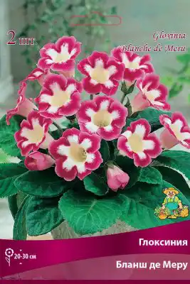 Глоксиния «Бланш де Меру»