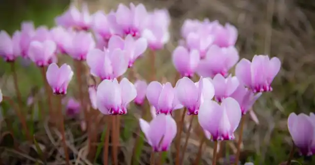 Цветки цикламена