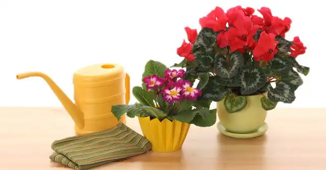 Очень важно поливать растение правильно