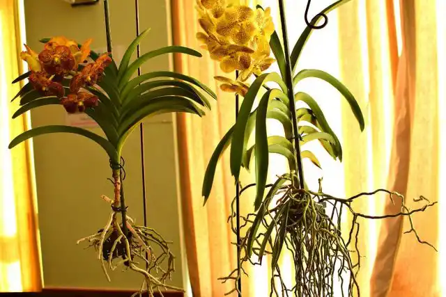 Интенсивность освещения — ключ к цветению ванды