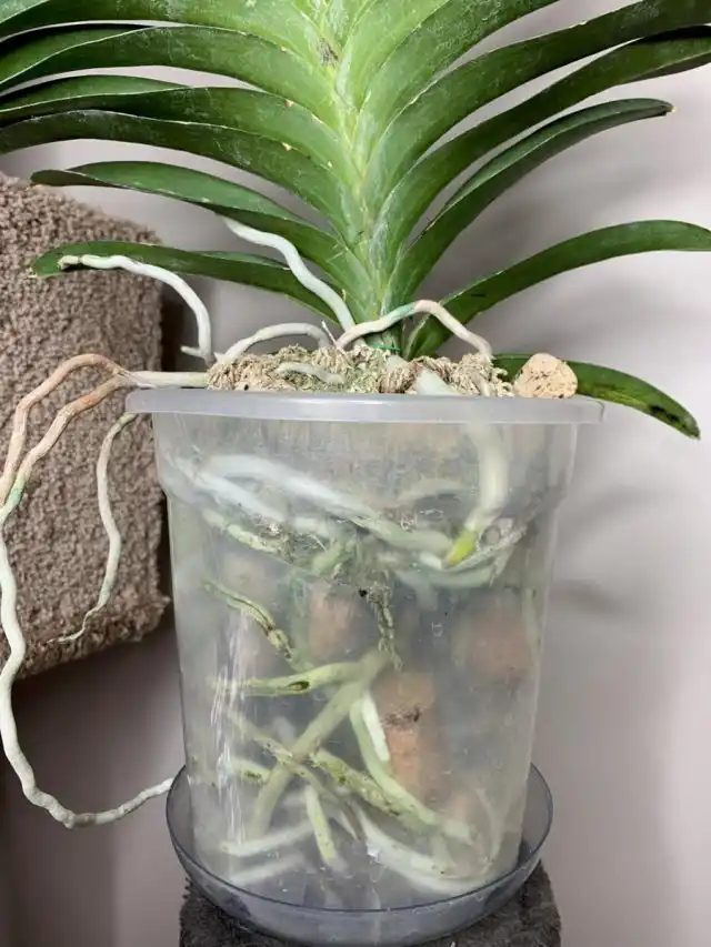 У ванды вовнутрь вазы желательно погружать только корневую систему, оставляя стебель над верхом