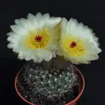 Нотокактус, или Пародия стройная (Parodia concinna, или Notocactus concinnus)