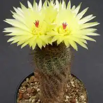 Нотокактус, или Пародия тонкоцилиндрическая (Parodia tenuicylindrica, или Notocactus tenuicylindricus)