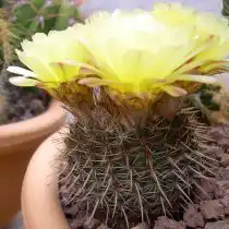 Нотокактус, или Пародия сосочковая (Parodia mammulosa, или Notocactus mammulosus)