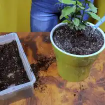 Засыпьте растение грунтом и полейте