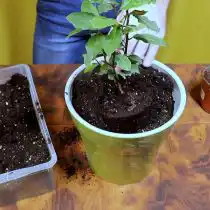 Установите растение по центру горшка