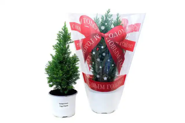 Кипарисовик «Top Point»