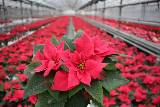 Пуансеттия