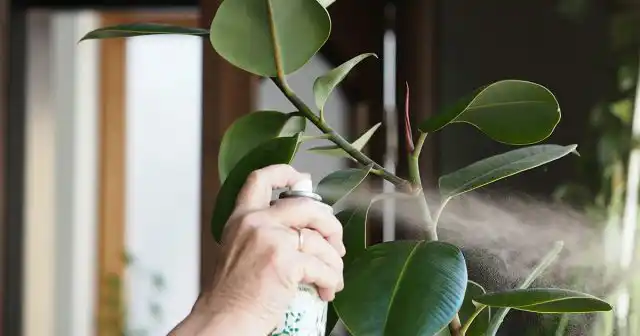 Удобрение для фикуса бенгальского, Бенджамина, Пумилы, Али, каучуконосного и других можно вносить как под корень, так и по листу