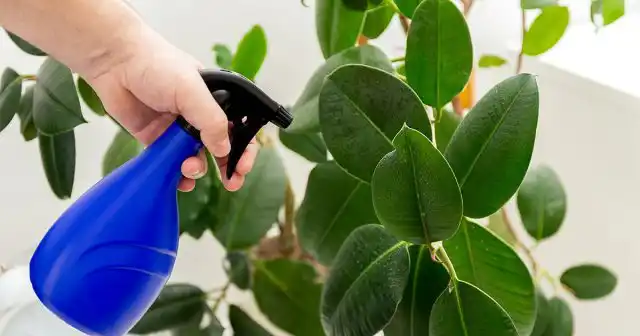 Подкормки по листу желательно чередовать с корневыми. Их основное преимущество – быстрое усвоение растениями питательных веществ