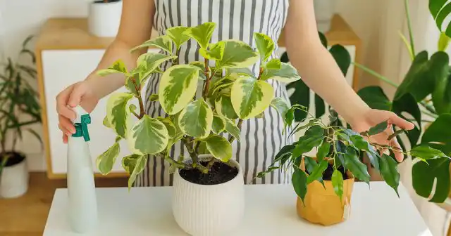 Чтобы фикус в течение всего года обладал высокими декоративными качествами, отнеситесь к его подкормке ответственно. Крупное растение ответит на это пышной кроной и яркой окраской листьев