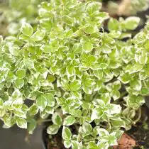 Бересклет Форчуна (Euonymus fortunei), сорт «Эмеральд Гайети» (Emerald Gaiety)