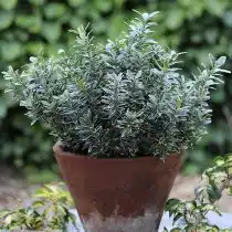 Бересклет японский, или псевдолавр (Euonymus japonicus), сорт «Микрофиллус» (Microphyllus)