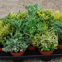 Бересклет (Euonymus) — разные виды