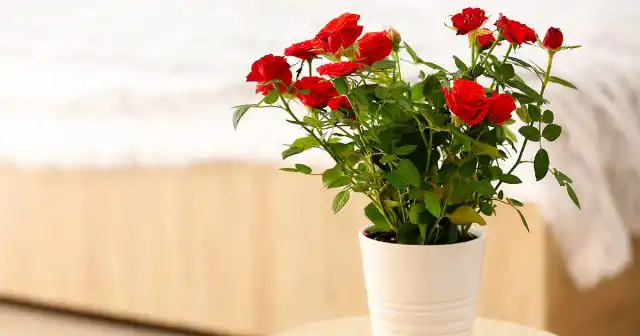 Что? Как? Откуда? Причины появления, как правило, банальны – разнообразные нарушения агрогигиены