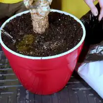 Засыпайте землю поверх корней и пролейте водой