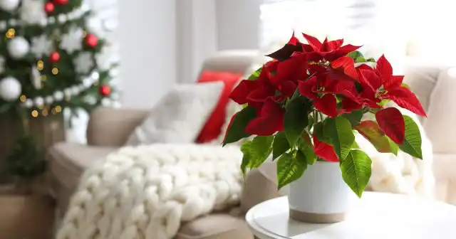 Пуансеттия в интерьере квартиры