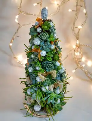 Ёлка из суккулентов