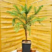 Араукария узколистная, или бразильская, канделябровое дерево (Araucaria angustifolia)